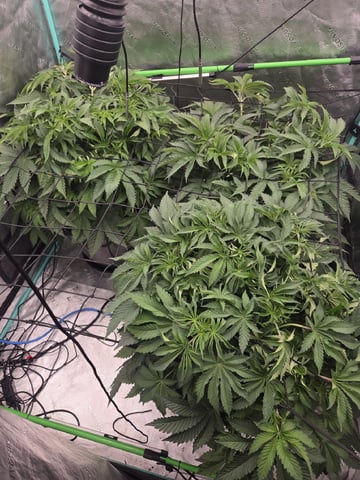 Relentless Genetics Trop Cherry S1