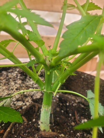 Making Crosses  — vegetative, day 76