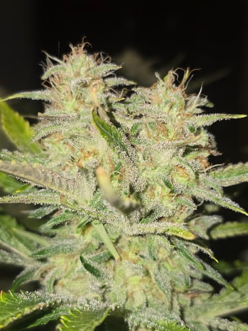 2nd Autoflower Indoor Grow — flower, day 76