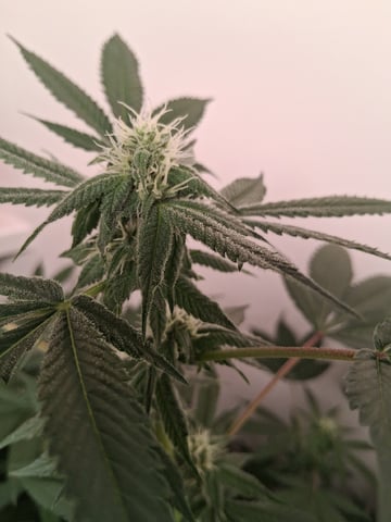 S&D  First Grow — flower, day 63