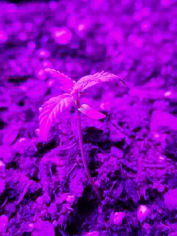 My First Indoor Grow