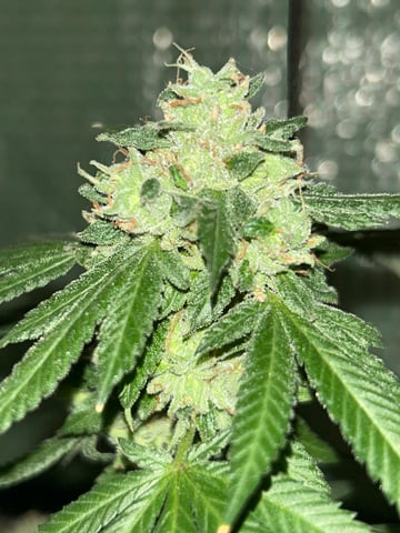 1st baby  — flower, day 78