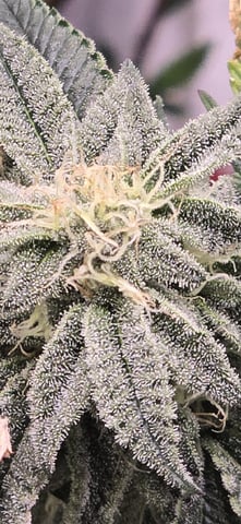 Mimosa   — flower, day 2