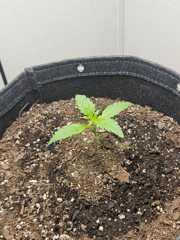 Gorilla Z auto — seedling_rooting, day 26