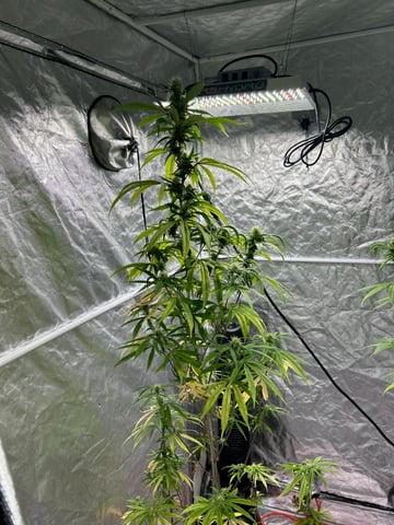 two clones and sour diesel  — flower, day 57