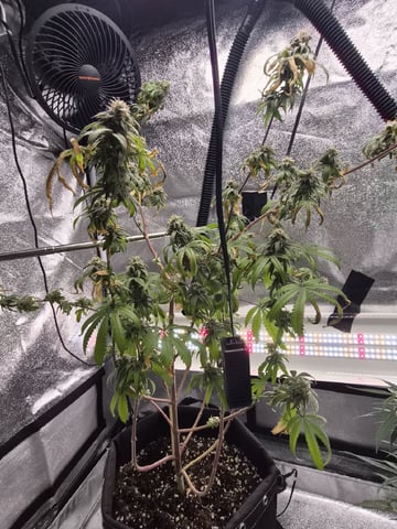 Kalini Asia Auto  — flower, day 66