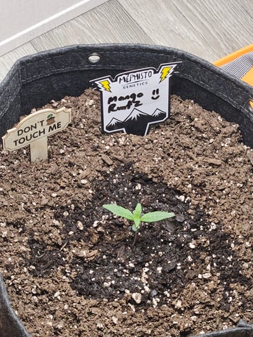 Mango Runtz — seedling_rooting, day 15
