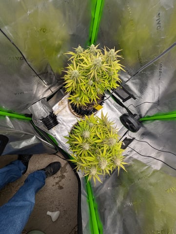 Titan F1 grow  — flower, day 70