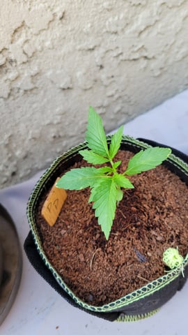 first grow — vegetative, day 31