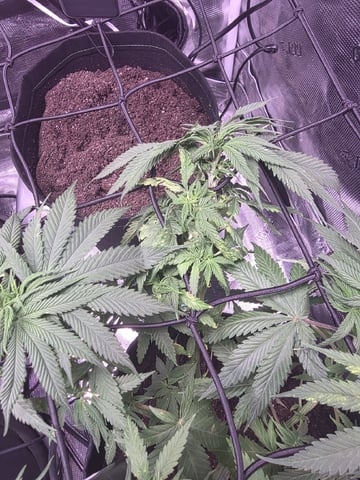 Blue Dream Feminized  — vegetative, day 55