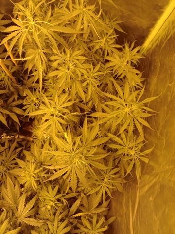 mr — flower, day 65