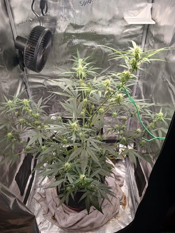 black gorilla feminized  — flower, day 24