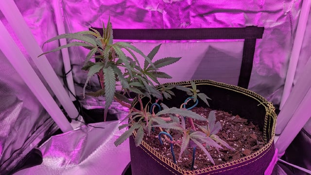 Dolly — vegetative, day 43