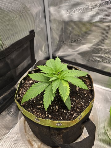 mc nuggets r1 — vegetative, day 15