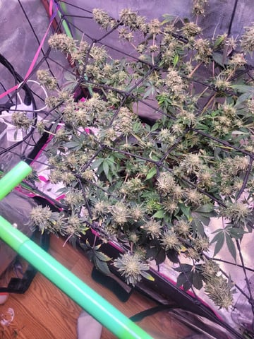 6th Grow — flower, day 91