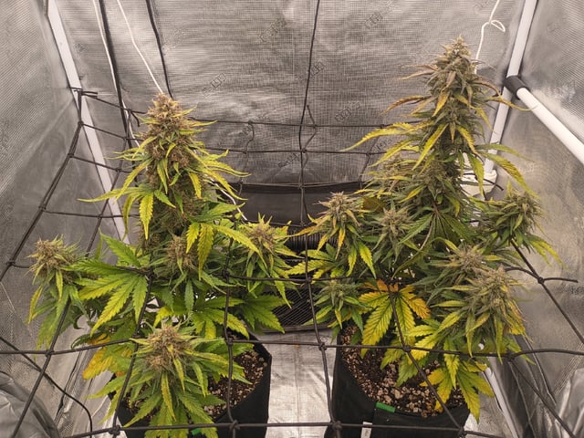 FastBuds-Auto Mix Pack-Quad Mystery — flower, day 63