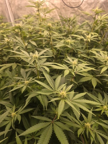 Oceanz 16 — flower, day 125