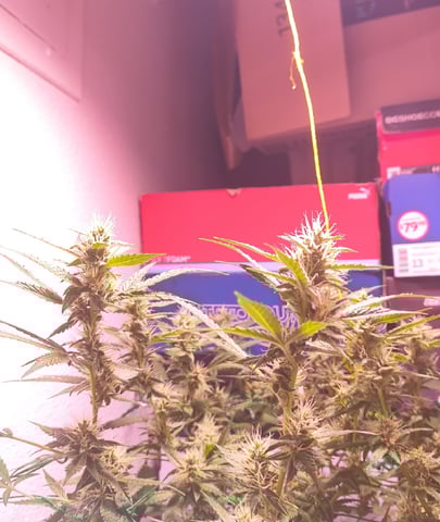 pineapple Express  — flower, day 17