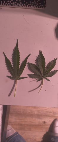 pineapple Express  — flower, day 16