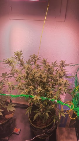 pineapple Express  — none, day 20