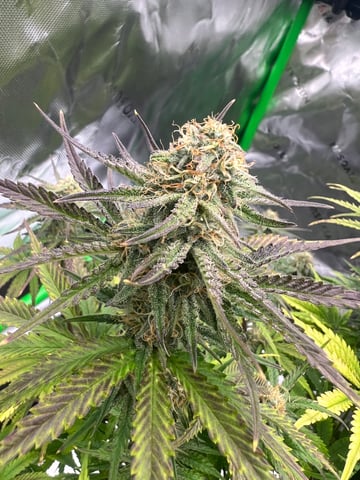 First ever grow — flower, day 4