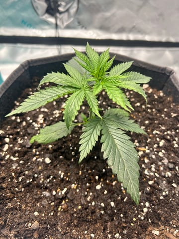 First Ever Grow GT — seedling_rooting, day 22