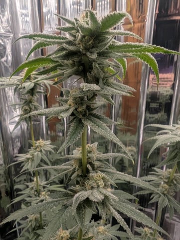 B E A utiful  — flower, day 113