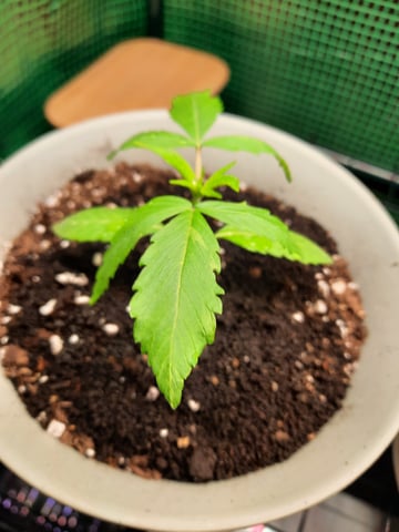 missing pieces — vegetative, day 17