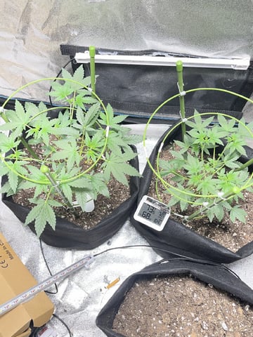 trainwreck auto — vegetative, day 1