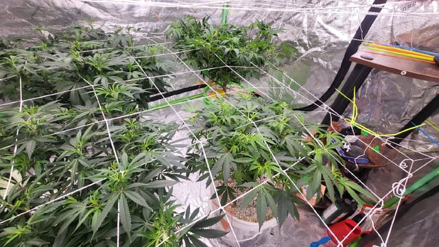 1st grow indoors(cardboard box to 2x2x4 to 5x5x6) — flower, day 81