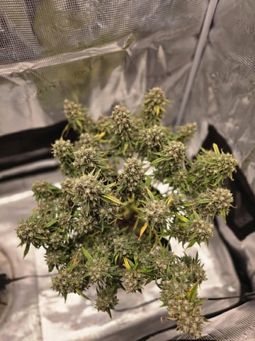 blue dream auto — flower, day 81