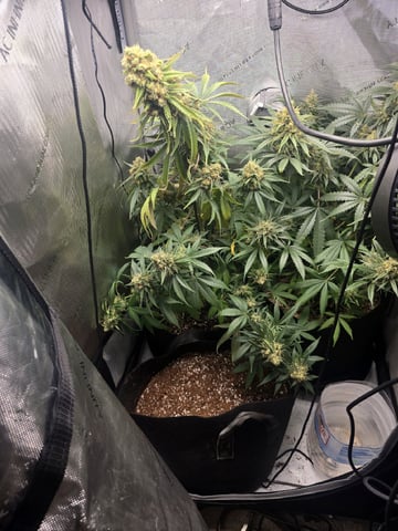 Coco Grow — flower, day 95
