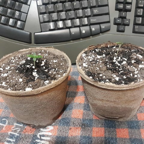 Moving On — vegetative, day 10