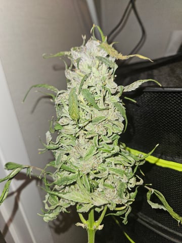 Mango Runtz — harvest, day 85