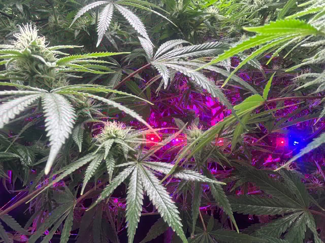 zunami s1 grounded genetics  — flower, day 64