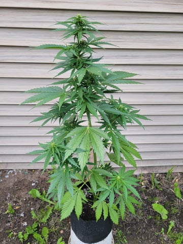 Watermelon Auto — flower, day 51
