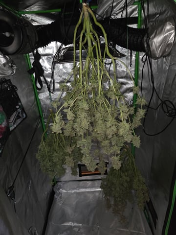 Special Queen 1 Fem+ Watermelon Auto — harvest, day 135