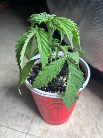 winter 25-26 — seedling_rooting, day 11