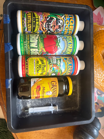 Runtz Auto — grow_setup, day 2