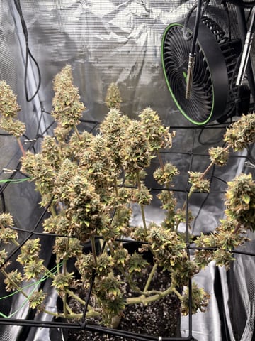 Blackberry Kush