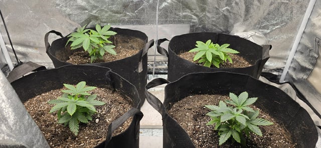 SGC & GWS — vegetative, day 35