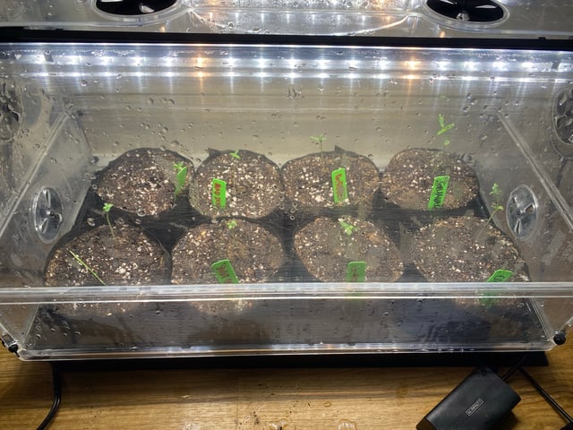 Solfire Gardens Grow — vegetative, day 13