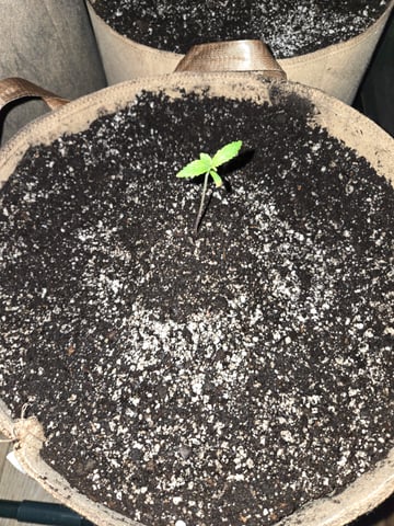 Outdoor Auto's (3rd Set) — seedling_rooting, day 1