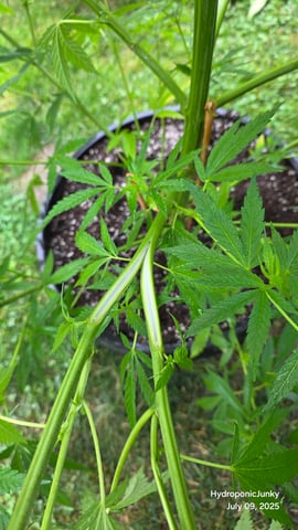 Canadian Summer Outdoor — vegetative, day 57