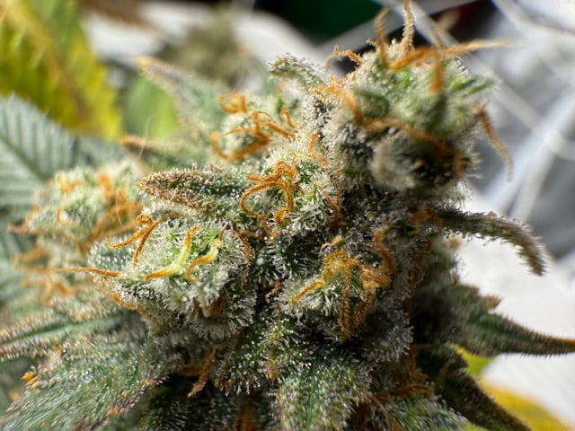 Green Gelato — flower, day 113