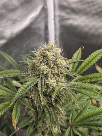 Autoflower NIGHT OWL — flower, day 19