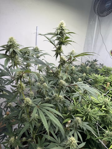 Indoor Grow  — flower, day 174