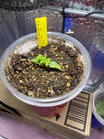 Widows Mimosa(auto) F2 progeny — vegetative, day 23