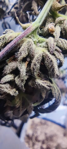 Grape Gasoline — harvest, day 53
