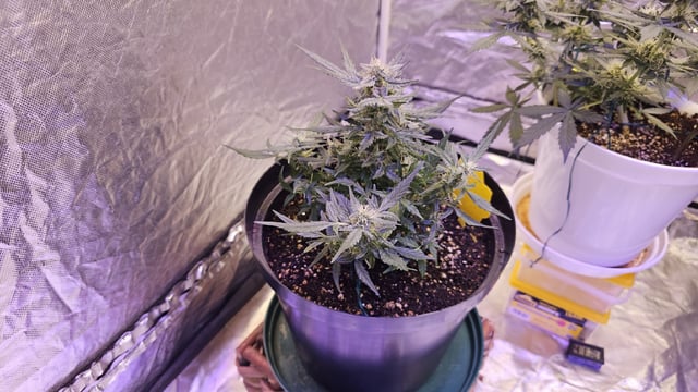first grow adventure  — flower, day 58